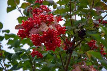 Red viburnum on a tree in autumn. Against a background of green leaves.