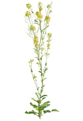 Brassica  tree cutout, front view, transparent background, isolate, Blooming yellow wildflowers reaching skyward on a summer day