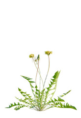 Taraxacum  tree cutout, front view, transparent background, isolate, Fresh dandelion plant with delicate white and yellow flowers and green leaves