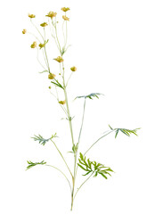 Ranunculus  tree cutout, front view, transparent background, isolate, Delicate yellow wildflowers bloom gracefully on slender stems