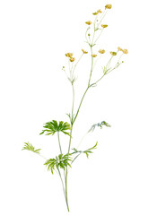 Ranunculus  tree cutout, front view, transparent background, isolate, Delicate yellow wildflowers bloom gracefully on thin stems