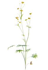 Ranunculus  tree cutout, front view, transparent background, isolate, Delicate yellow wildflowers bloom vibrantly on thin stems reaching skyward