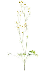Ranunculus  tree cutout, front view, transparent background, isolate, Delicate yellow wildflowers bloom on slender stems, evoking natural beauty