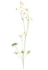 Ranunculus  tree cutout, front view, transparent background, isolate, Delicate wildflowers with tiny yellow blooms on slender stems reaching upwards