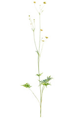 Ranunculus  tree cutout, front view, transparent background, isolate, Delicate yellow wildflowers bloom on slender stems, perfect for nature designs