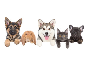 group of puppies