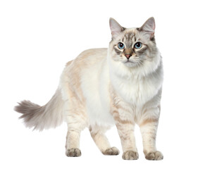 scottish fold cat isolated