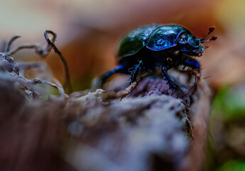 Ein Mistkäfer krabbelt über einen Baumstamm im Wald bei Sonnenuntergang © Joachim