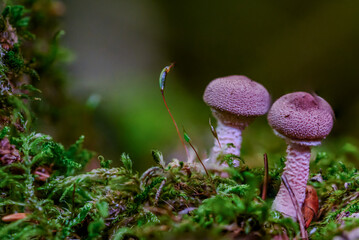 Zwei kleine Pilze wachsen auf moosbedecktem Boden im Wald w&auml;hrend des fr&uuml;hen Morgens