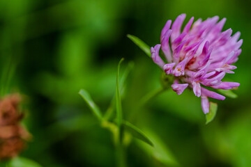 Violette Klee-Blüte in der Natur unter Sonnenlicht im Frühling