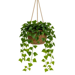 A vibrant green ivy plant in a rustic woven basket, suspended by ropes, isolated on a pure transparent background