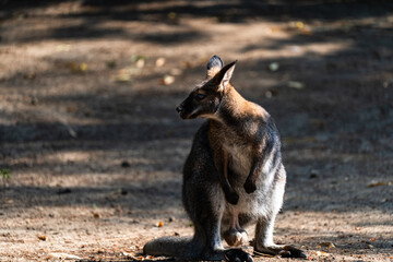 Wallaby sitting in dappled light on sandy ground, side view