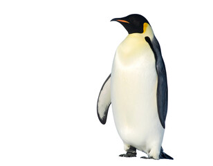 penguin isolated on white