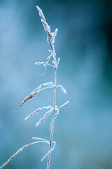 Frostkissed Grass Layered Elegantly Against a Serene and Soft Background in Nature
