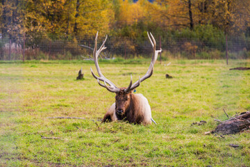 Elk with massive antlers resting on the grass at Alaska National Park. Close view of strong elk recovering in captivity as part of Alaskan wildlife rescue program. Anchorage wildlife. 