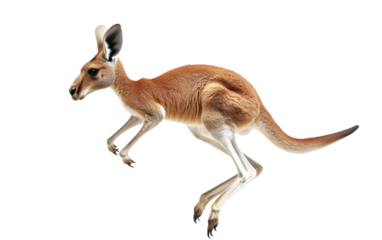 Beautiful kangaroo jumping on white background.png