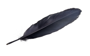 Black feather on white background.png