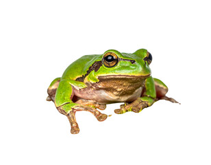 Green Tree Frog Resting on Moss Patch, Front View, isolated on transparent background