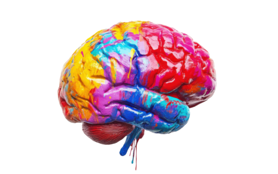 Colorful human brain on White background.png