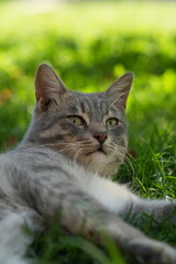 European Cat
Cat Breed
A breed of short-haired domestic cat that was developed by European breeders and cat lovers in the mid-20th century.