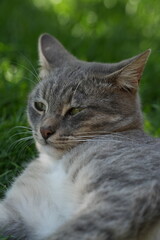 European Cat
Cat Breed
A breed of short-haired domestic cat that was developed by European breeders and cat lovers in the mid-20th century.