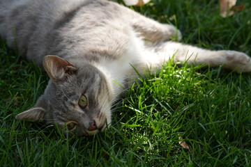 European Cat
Cat Breed
A breed of short-haired domestic cat that was developed by European breeders and cat lovers in the mid-20th century.
