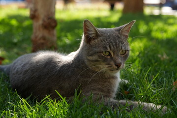 European Cat
Cat Breed
A breed of short-haired domestic cat that was developed by European breeders and cat lovers in the mid-20th century.