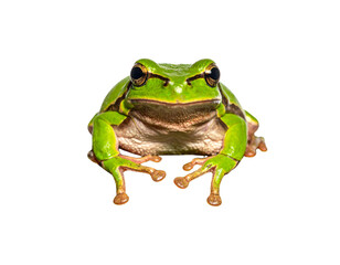 Green Tree Frog Resting on Moss Patch, Front View, isolated on transparent background (3)