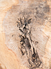 a sawn-down tree