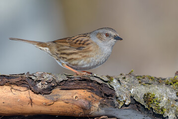 Careful Dunnock (prunella modularis) stands on top of old trunk in cold spring environment 