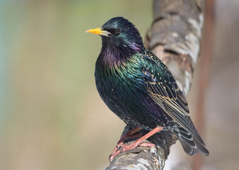 Common starling (Sturnus vulgaris) posing curiously on a thick branch in early spring