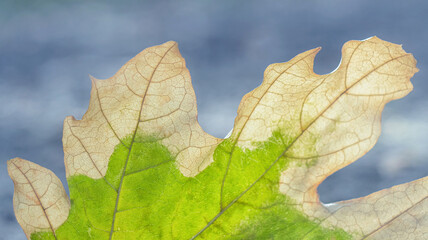 Macro of a semi-green and dry leaf, demonstrating seasonal changes