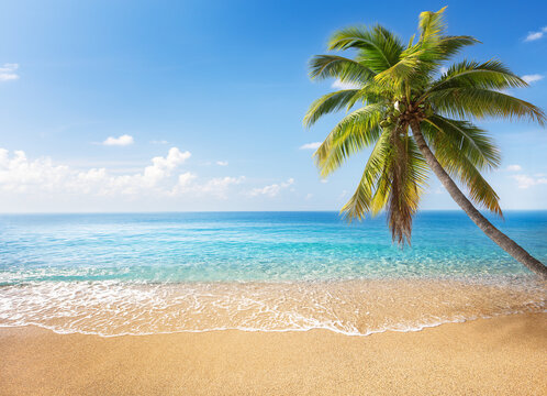 panorama of tropical beach with coconut palm trees