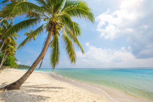 tropical beach with coconut palm