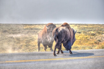 American Bison Crossing The Street at Yellowstone National Park. Buffalo on Road.