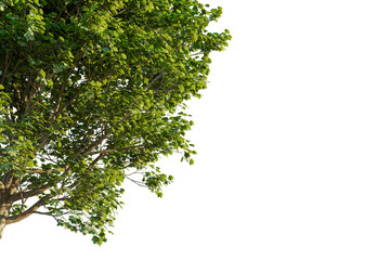 Acer opalus tree corner view, cutout, transparent background, isolate, Vibrant green tree foliage with detailed branches, perfect for nature scenes