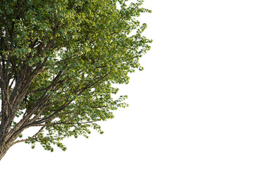 Acer pictum tree corner view, cutout, transparent background, isolate, Lush green tree branches with textured bark, perfect for nature scenes