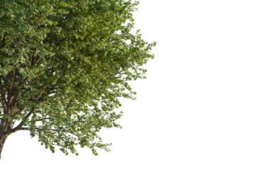 Acer pictum tree corner view, cutout, transparent background, isolate, Lush green tree foliage, vibrant and detailed, ready for your design projects