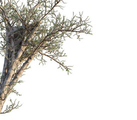 Alluaudia comosa tree corner view, cutout, transparent background, isolate, Detailed tree branches with sparse leaves, ideal for natural scenes