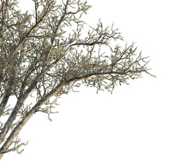 Alluaudia comosa tree corner view, cutout, transparent background, isolate, Detailed tree branches with delicate green leaves, perfect for nature scenes.