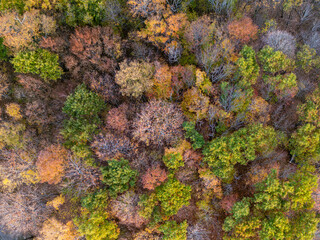 Drone view of a quickly changing colours of a forested fall scene