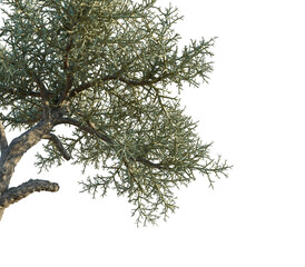Euphorbia stenoclada tree corner view, cutout, transparent background, isolate, Detailed close-up of a textured tree branch with delicate foliage