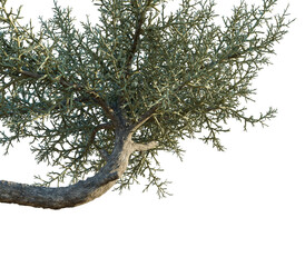 Euphorbia stenoclada tree corner view, cutout, transparent background, isolate, Detailed textured tree branch with delicate foliage, perfect for nature scenes