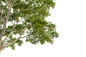 Firmiana simplex tree corner view, cutout, transparent background, isolate, Vibrant green tree foliage with textured bark and seed pods