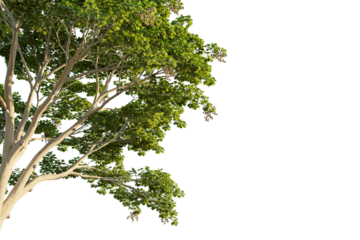 Firmiana simplex tree corner view, cutout, transparent background, isolate, Lush green tree branches with light filtering through leaves