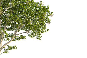 Obraz premium Firmiana simplex tree corner view, cutout, transparent background, isolate, Lush green tree canopy with sunlight filtering through leaves