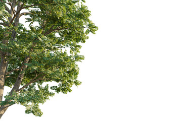 Gymnocladus dioicus tree corner view, cutout, transparent background, isolate, Vibrant green tree...