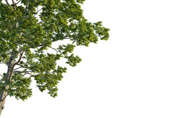 Juglans nigra tree corner view, cutout, transparent background, isolate, Lush green tree branches with vibrant leaves, perfect for nature scenes