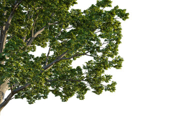 Juglans nigra tree corner view, cutout, transparent background, isolate, Lush green tree branches with detailed leaves and textured bark