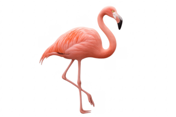 Pink flamingo bird standing on one leg isolated